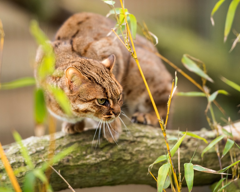 Die Rostkatze hat ihren Lebensraum in Indien