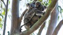 Zwei Koalas in einem Eukalyptusbaum nahe der Stadt Gold Coast, Australien
