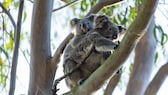 Zwei Koalas in einem Eukalyptusbaum nahe der Stadt Gold Coast, Australien