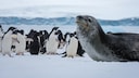 Der Seeleopard, eine Robbenart, und Pinguine gehören zu den Tieren der Antarktis