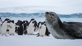Der Seeleopard, eine Robbenart, und Pinguine gehören zu den Tieren der Antarktis