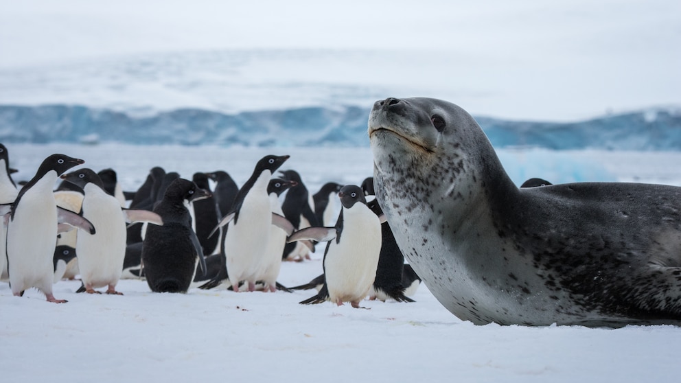 Der Seeleopard, eine Robbenart, und Pinguine gehören zu den Tieren der Antarktis