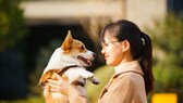 Ein Corgi und eine junge Frau schauen sich ins Gesicht