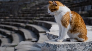 Eine Katze sitzt in einem griechischen Amphiteather