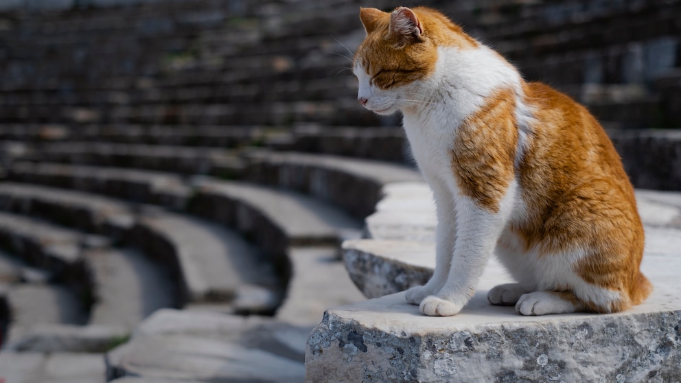 Eine Katze sitzt in einem griechischen Amphiteather