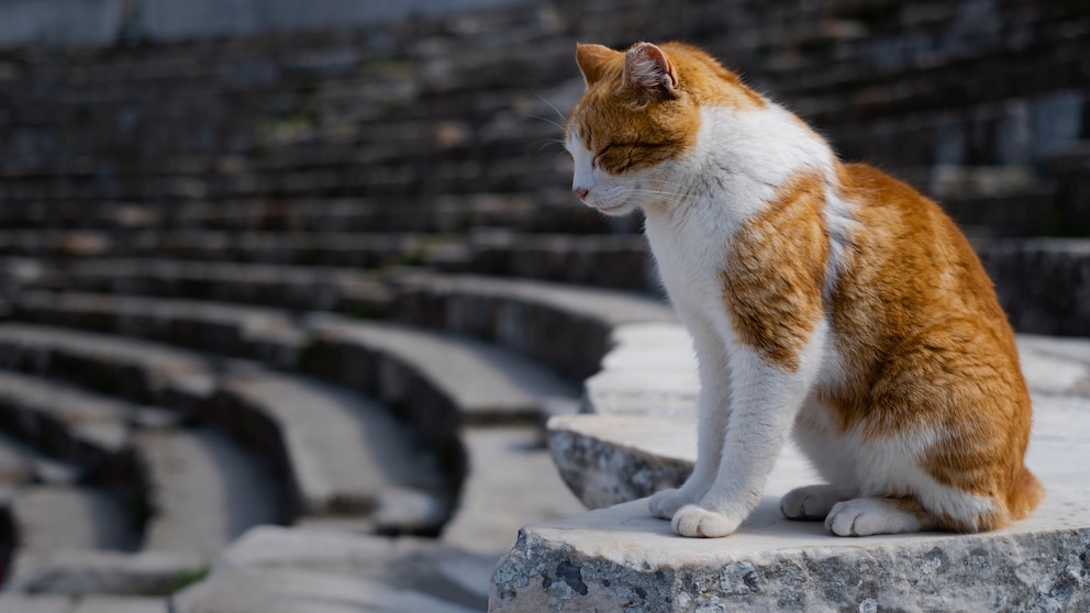 Eine Katze sitzt in einem griechischen Amphiteather