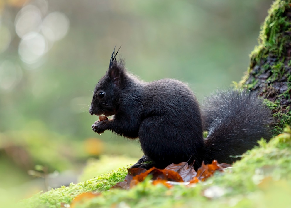 Ein schwarzes Eichhörnchen kanbbert eine Nuss