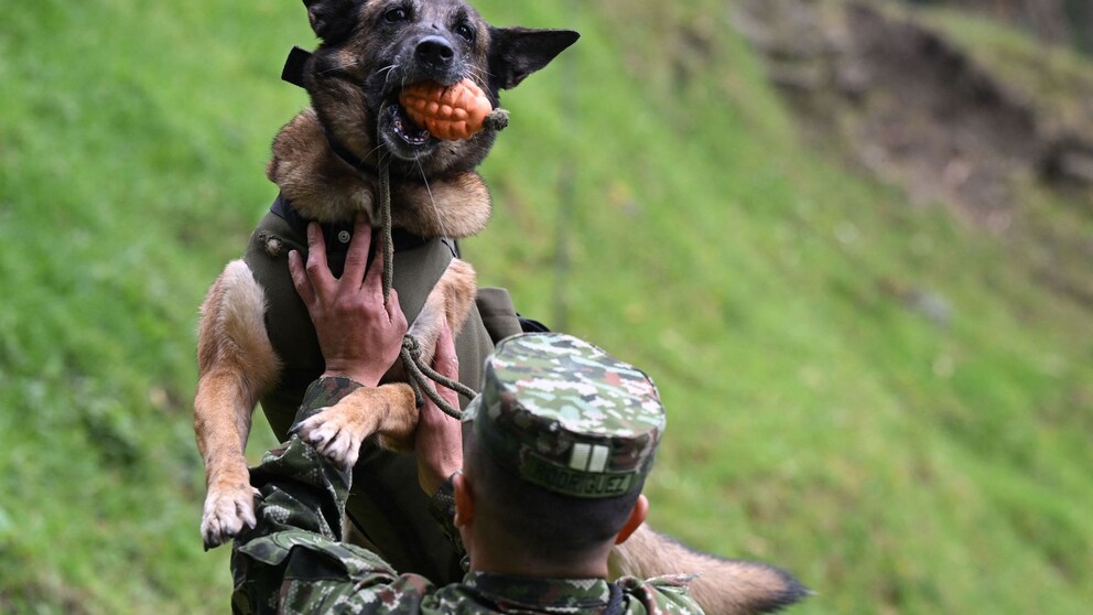 Militärhund Wilson wird vermisst