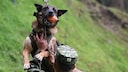 Militärhund Wilson wird vermisst