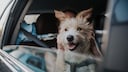 Hund sitzt angeschnallt auf dem Schoß seines Besitzers und schaut aus dem Fenster eines Autos