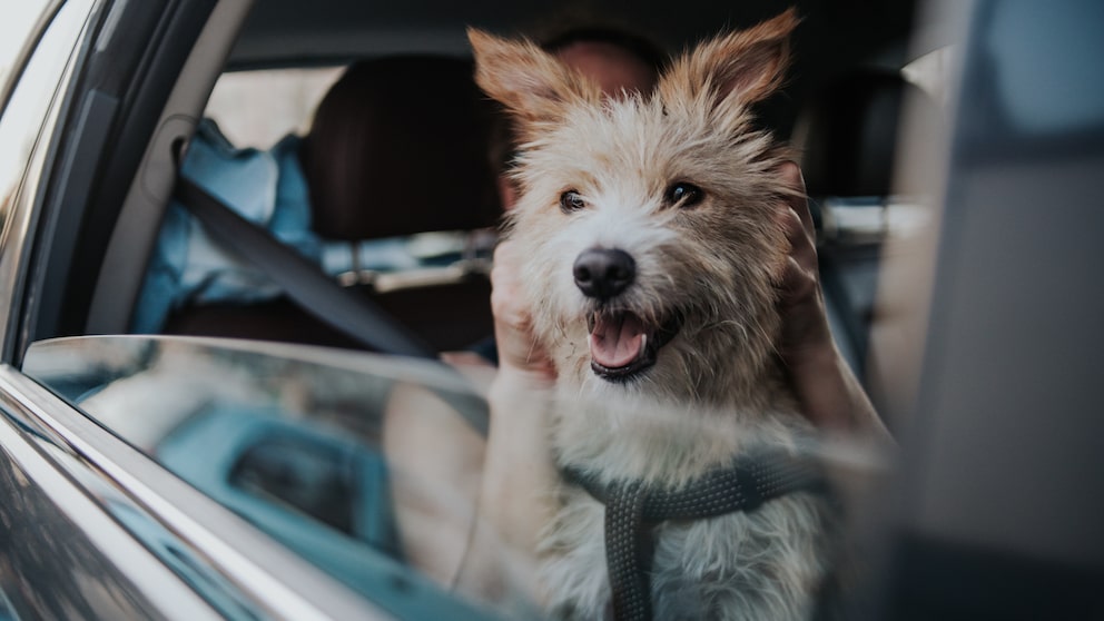 Hund sitzt angeschnallt auf dem Schoß seines Besitzers und schaut aus dem Fenster eines Autos