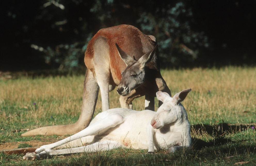 Beim Roten Riesenkänguru in Australien ist Albinismus aufgrund der starken Sonnen- und UV-Strahlung besonders gefährlich 