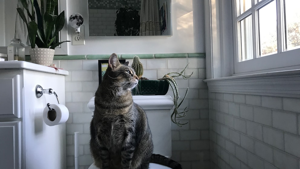 Katze sitzt im Badezimmer auf der Toilette