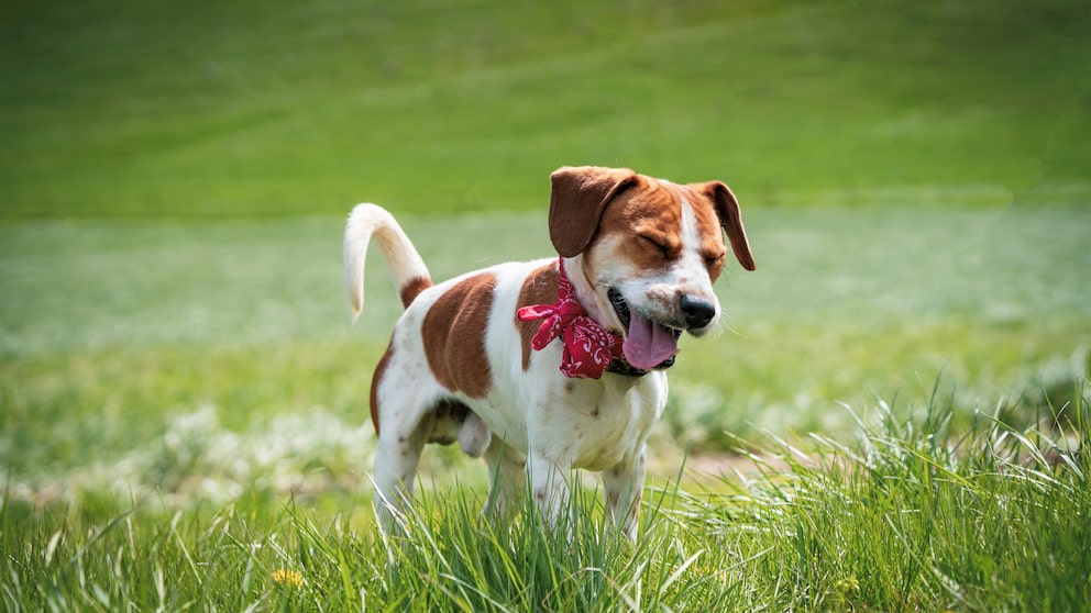 Ein Hund läuft über eine Wiese und hat Schluckauf