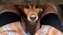 Hunde riechen bei uns Menschen gerne mal am Schritt &ndash; das deutet jedoch nur auf ihr Interesse an uns hin (Symbolbild)