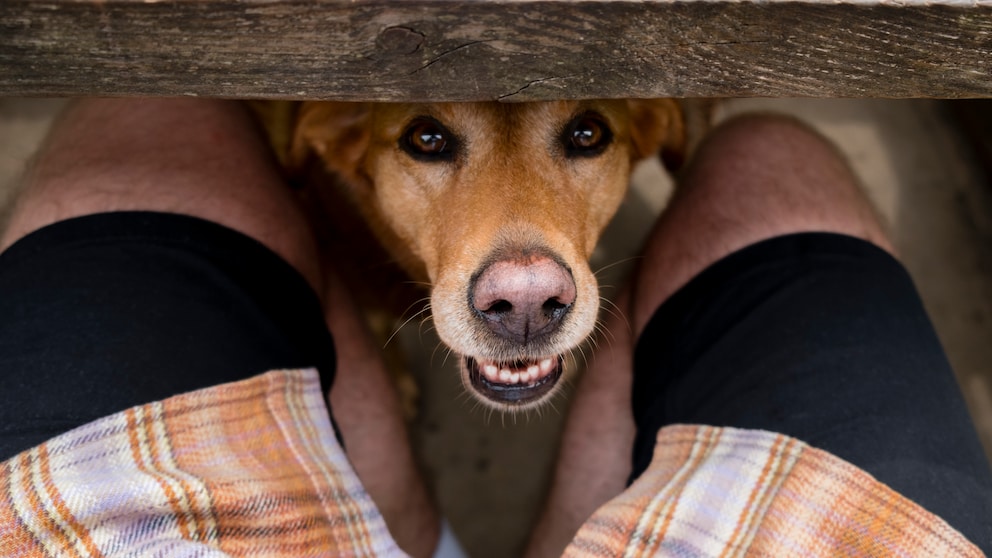 Hunde riechen bei uns Menschen gerne mal am Schritt – das deutet jedoch nur auf ihr Interesse an uns hin (Symbolbild)