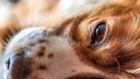 Nahaufnahme von einem Hund, der mit dem Kopf auf dem Boden liegt
