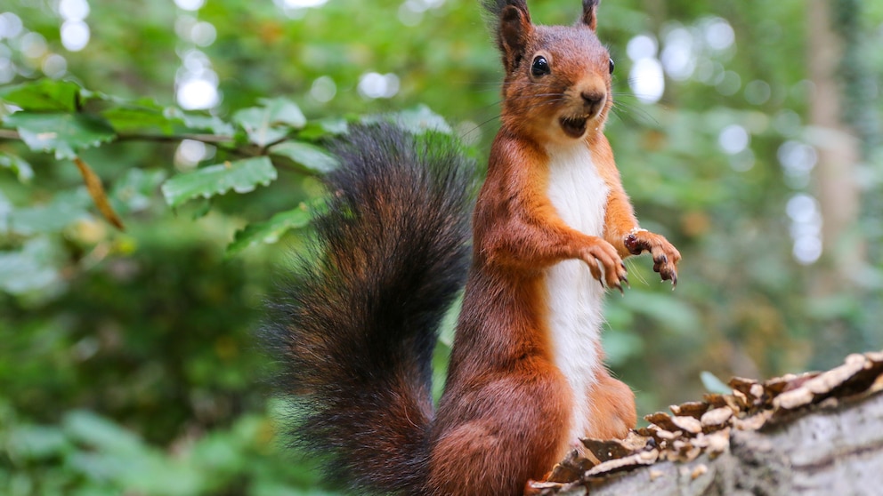 EIn Eichhörnchen sitzt auf einem Ast und sieht erstaunt aus