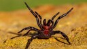 Eine Trichternetzspinne richtet sich auf