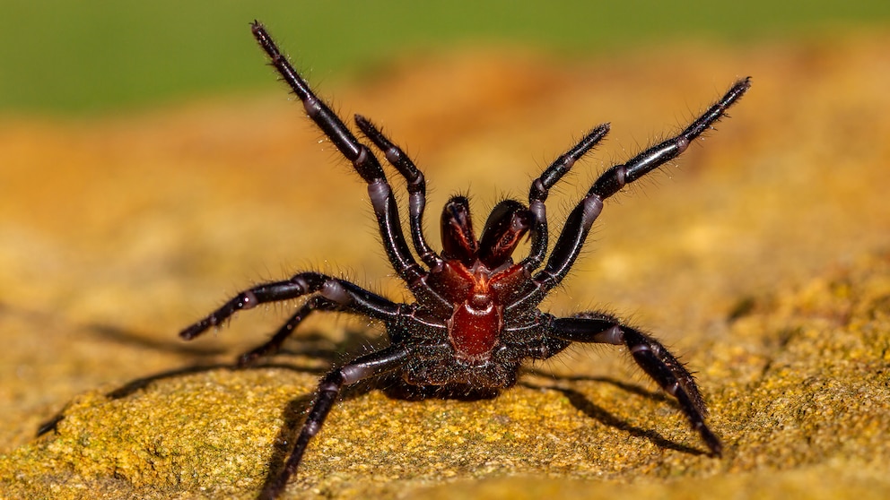 Eine Trichternetzspinne richtet sich auf