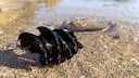 Ein schraubenförmiges Ei von einem Hai liegt am Strand