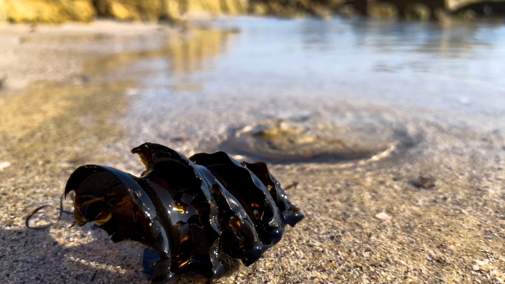 Ein schraubenförmiges Ei von einem Hai liegt am Strand