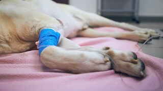 Hund liegt auf dem Behandlungstisch beim Tierarzt und erhält eine Infusion durch die Forderpfote