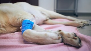 Hund liegt auf dem Behandlungstisch beim Tierarzt und erhält eine Infusion durch die Forderpfote