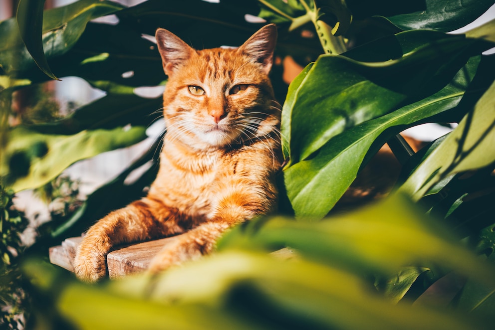 Eine orangefarbige Katze liegt im Busch und genießt die Sonne