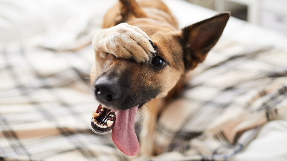 Ein Hund spielt vor, peinlich berührt zu sein