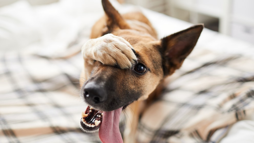 Ein Hund spielt vor, peinlich berührt zu sein