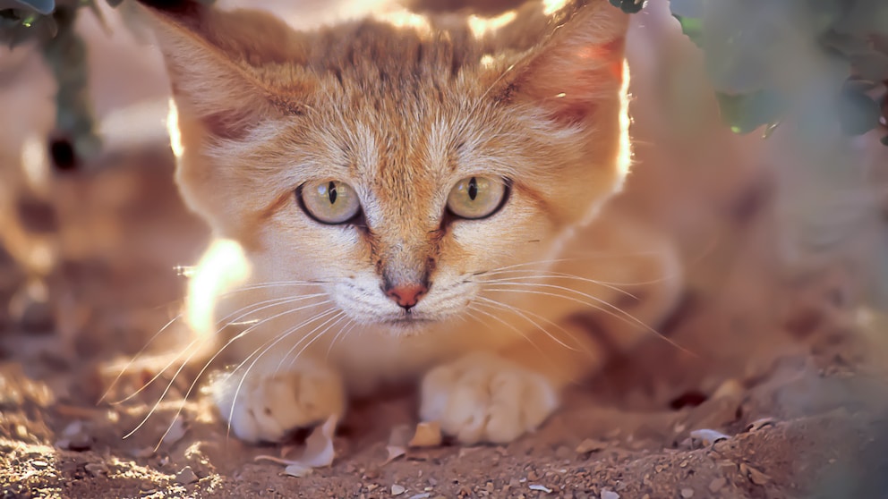 Die Sandkatze ist eine der kleinsten Raubkatzen der Welt und perfekt an ihren Lebensraum in trockenen Wüsten angepasst