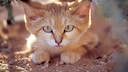 Die Sandkatze ist eine der kleinsten Raubkatzen der Welt und perfekt an ihren Lebensraum in trockenen Wüsten angepasst