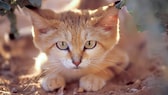 Die Sandkatze ist eine der kleinsten Raubkatzen der Welt und perfekt an ihren Lebensraum in trockenen Wüsten angepasst