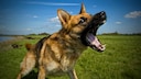 Schäferhund bellt auf Wiese.