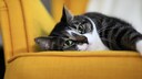 Eine &uuml;bergewichtige Katze liegt auf einer gelben Couch.