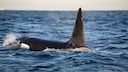Nahaufnahme von Orca im Meer schwimmend