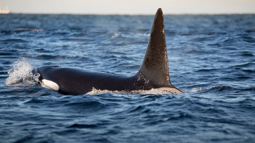 Nahaufnahme von Orca im Meer schwimmend