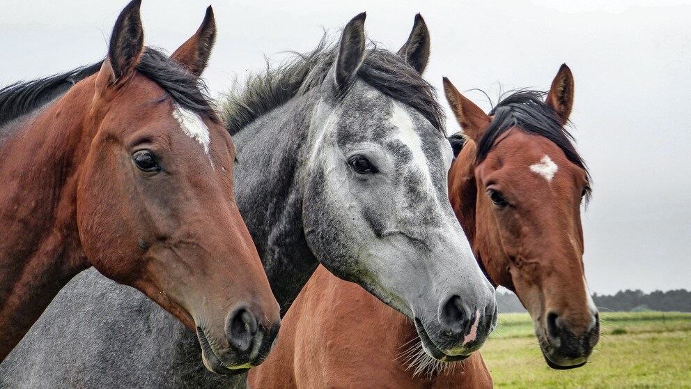 Was ist der Unterschied zwischen Vollblüter Warmblüter und Kaltblüter?