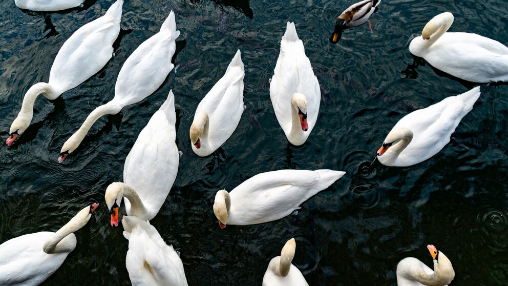 Eine Gruppe Schwäne schwimmt auf einem See