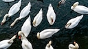 Eine Gruppe Schw&auml;ne schwimmt auf einem See