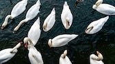 Eine Gruppe Schwäne schwimmt auf einem See