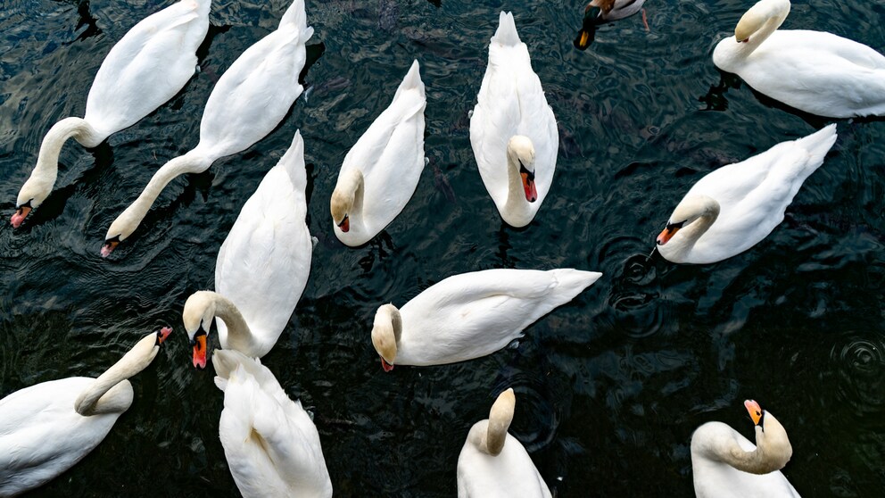 Eine Gruppe Schwäne schwimmt auf einem See