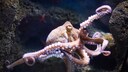 Ein Oktopus schwimmt im Meer