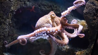Ein Oktopus schwimmt im Meer