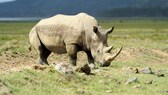 Seitenansicht eines weißen Nashorns auf einem Feld