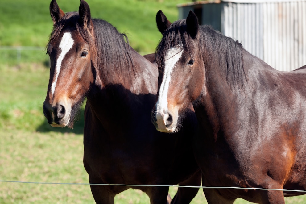 Kaltblüter sind vergleichsweise kräftige Pferde, dazu gehören auch die hier abgebildeten Shire Horses