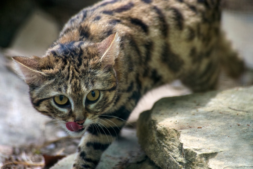 Eine der kleinsten Raubkatzen der Welt ist die Schwarzfußkatze, die auf dem afrikanischen Kontinent vorkommt