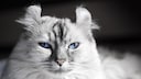 Eine weiß-gemusterte American Curl Katze