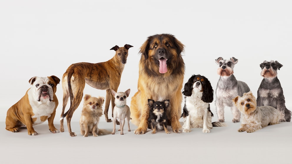 Eine Gruppe verschiedener Hunderassen steht auf einem Bild versammelt.